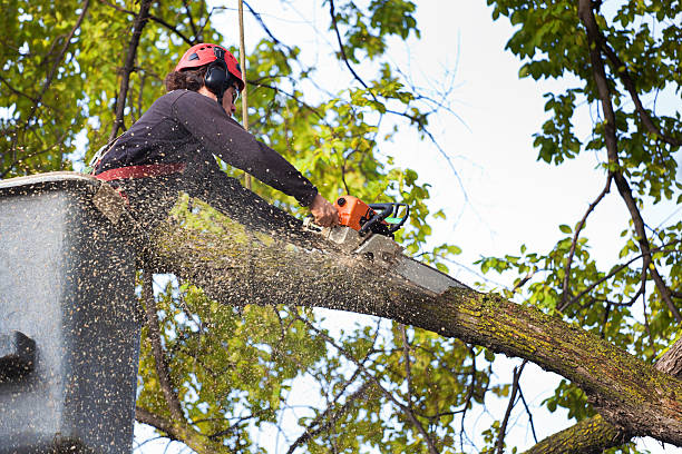 Best Commercial Tree Services  in Mishicot, WI